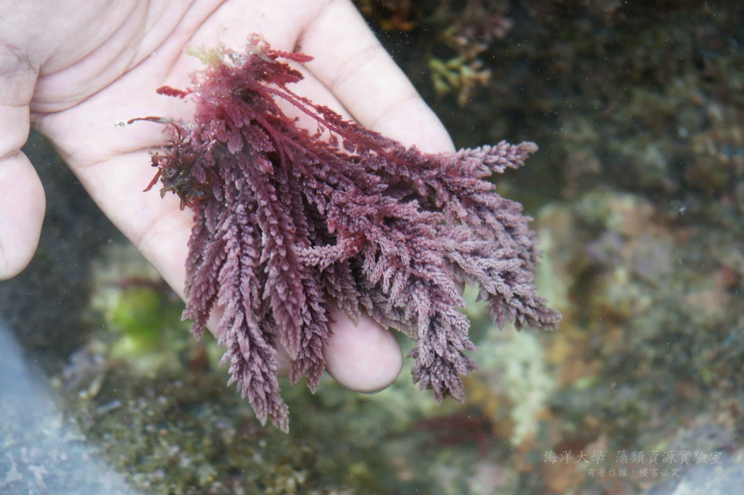 紅藻中的『海門冬』是否能減少奶牛產生的甲烷? - 國立臺灣海洋大學 海洋生物培育館-藻類資源實驗室